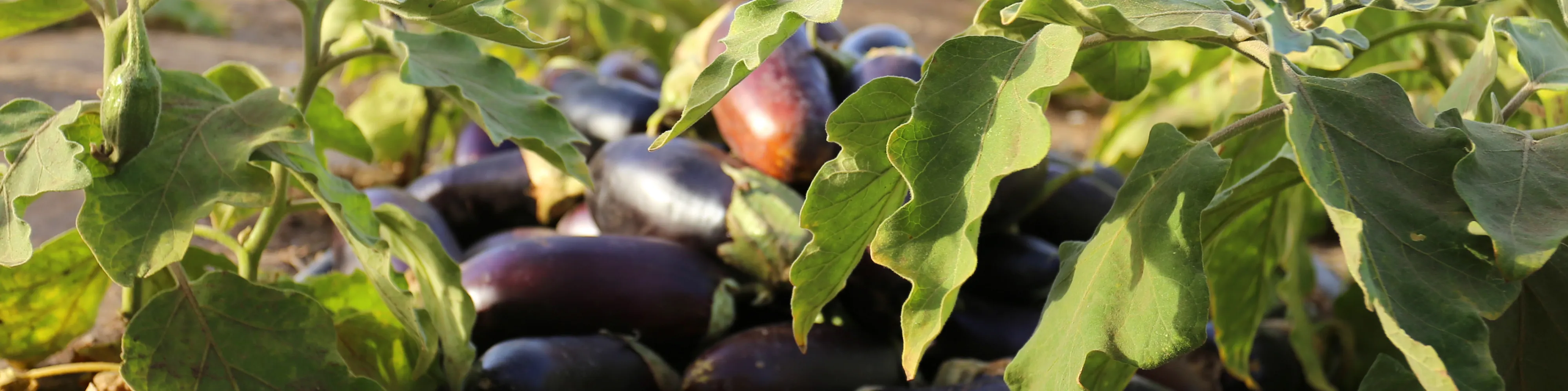 Food and Agriculture, Sudan